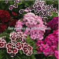 High sprouting rate Gardening seeds Carnation Flower Seeds for Growing